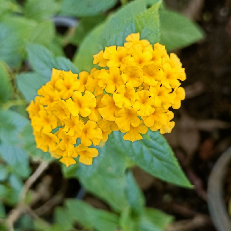 Lantana Camara/Lantana Kuning tegak, tanaman hias murah