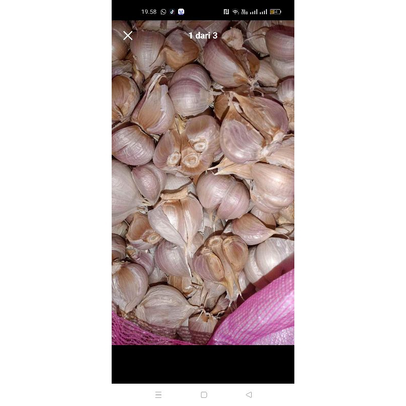 

Bawang Kating Super (tidak ada yg busuk)