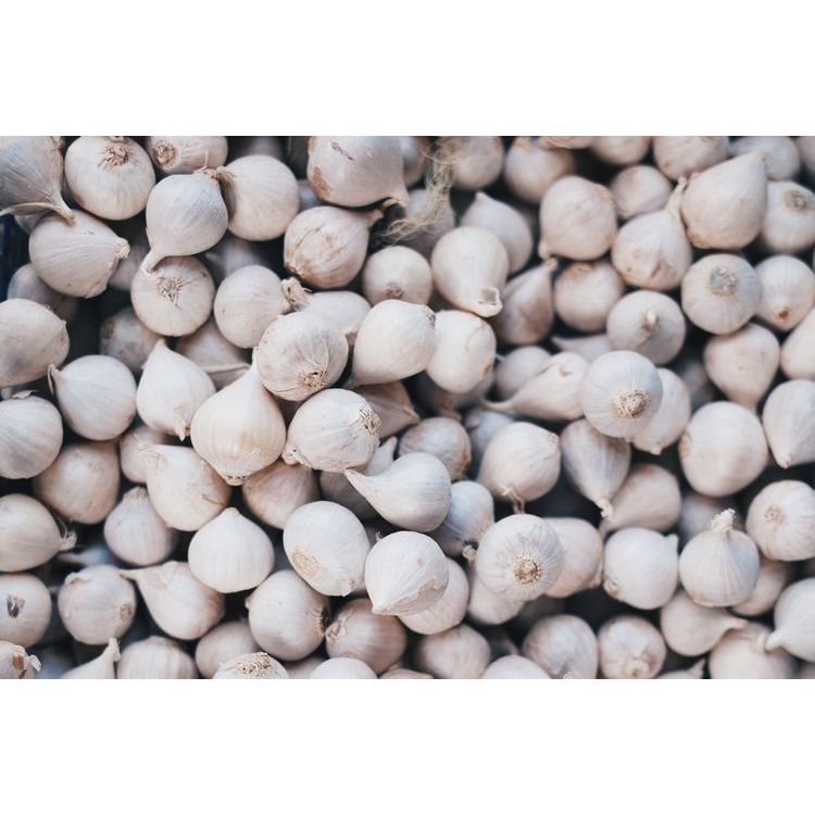 

Bawang Tunggal 100gr/Bawang Putih Tunggal/Bawang Lanang/Fresh Super 100gr