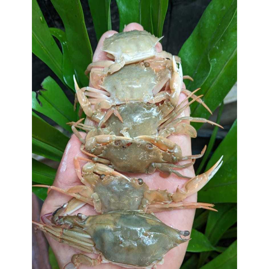 

1kg Baby Crap Frozen Stock Terbatas, Ready Stock Sameday Delivery Jogja