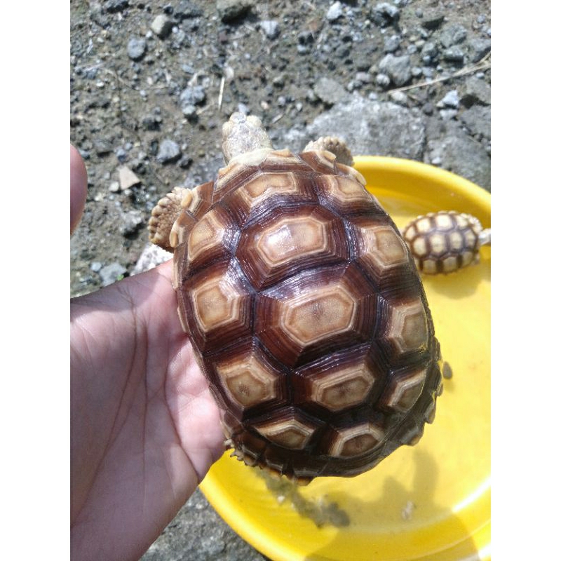 hiasan sulcata ukuran 8-9 cm