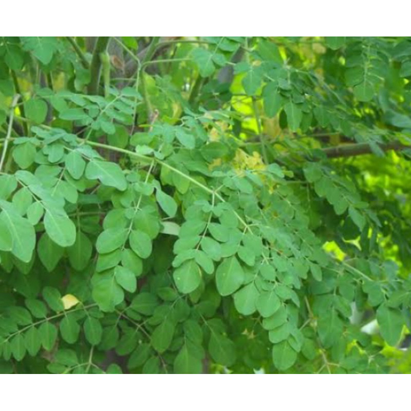 

Jual daun kelor segar petik langsung-az