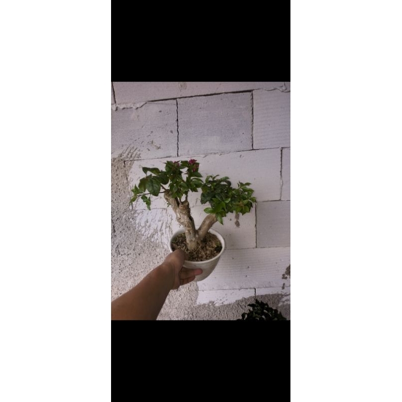 bonsai bugenvil bunga ungu