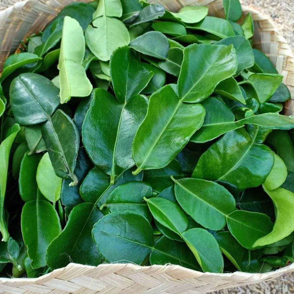 

Daun Jeruk Purut Segar Per Pack Bumbu Masak Termurah