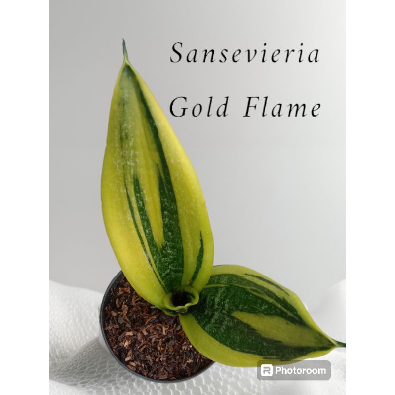 sansevieria gold flame