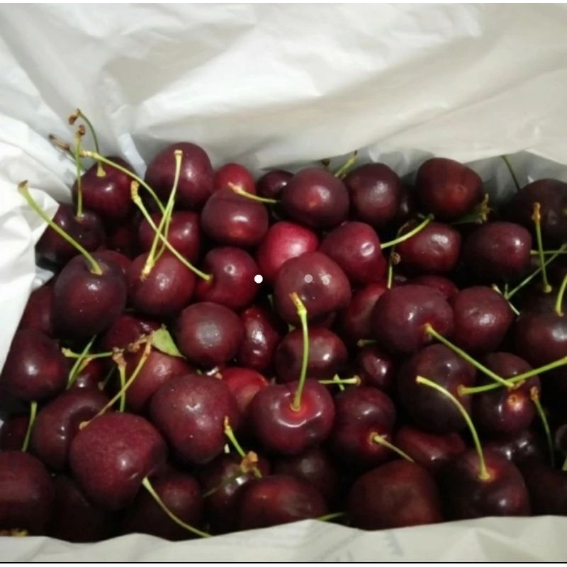 

buah cherry import USA / cherry fresh USA