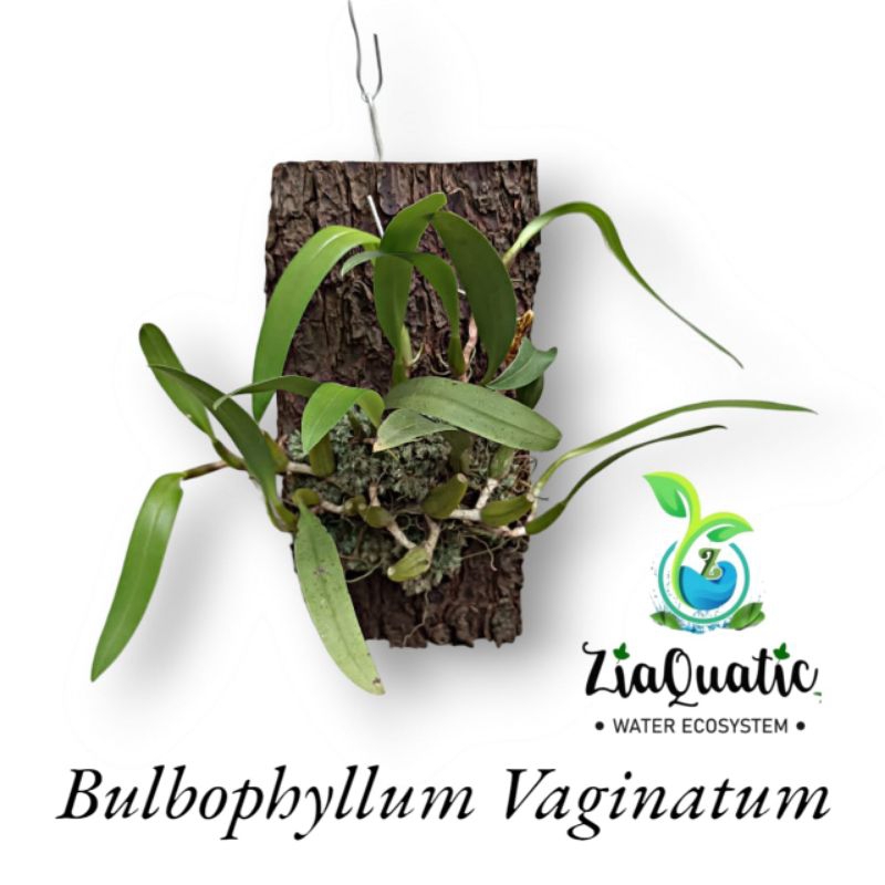 Anggrek Mini Bulbophyllum Vaginatum "Anggrek" - Tanaman Gantung/pot/paludarium/Outdoorplant