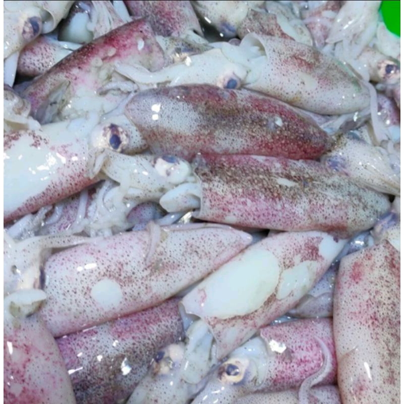 

Cumi - Cumi Sedang