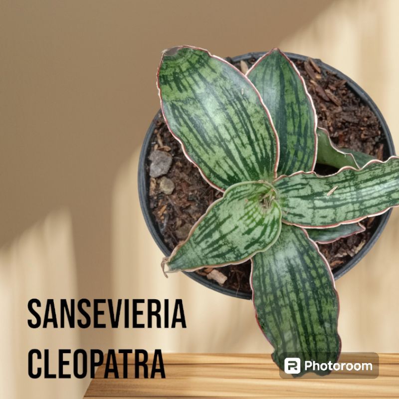 sansevieria Cleopatra