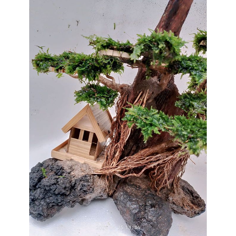 bonsai rumah kayu rentek besar