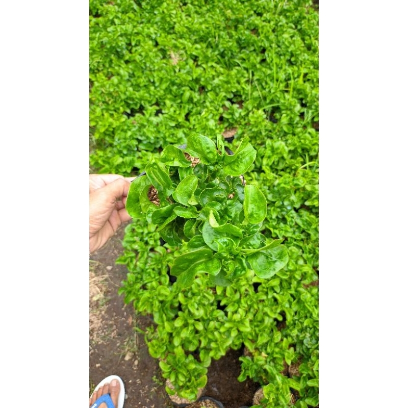 tanaman bayam Brazil