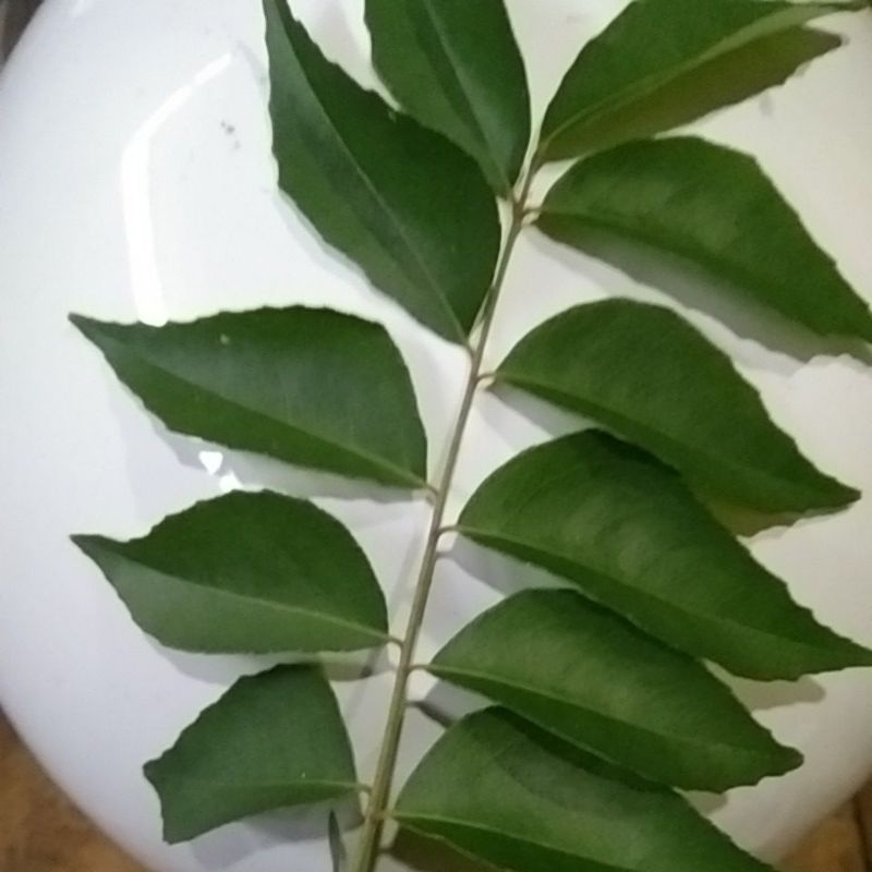 

Daun Kari Salam Koja Segar Curry Leaves 100gr