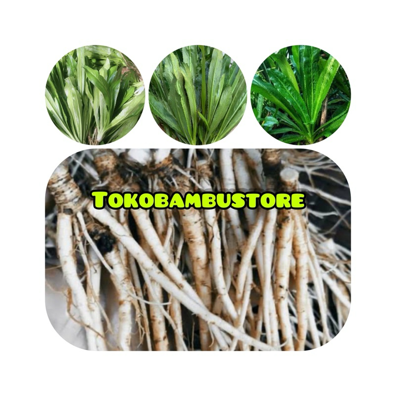 

Jual akar walang sangit / khusus akar walang sangit segar-az