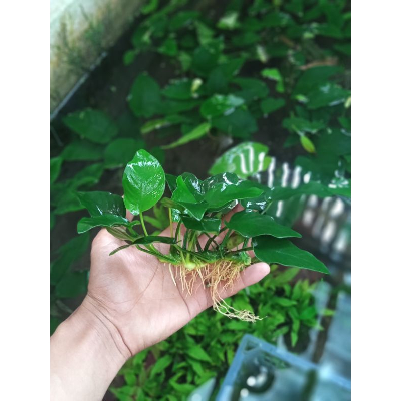 Anubias Nana mp jumbo Tanaman Aquascape