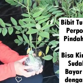 Paket Bibit Indigofera, Bibit Tanaman Indigofera, Bibit Stek Indigofera, Tanaman Indigofera Sudah Tu