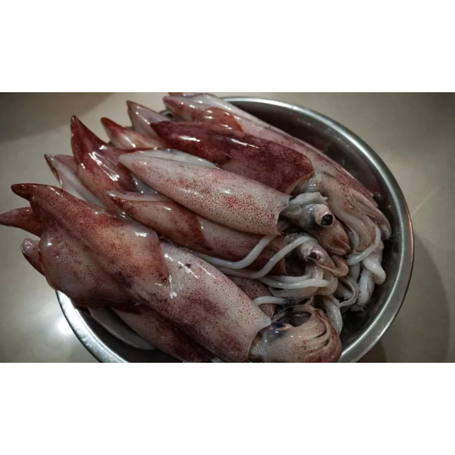 

Tosa SS_Sotong Besar - 250gr