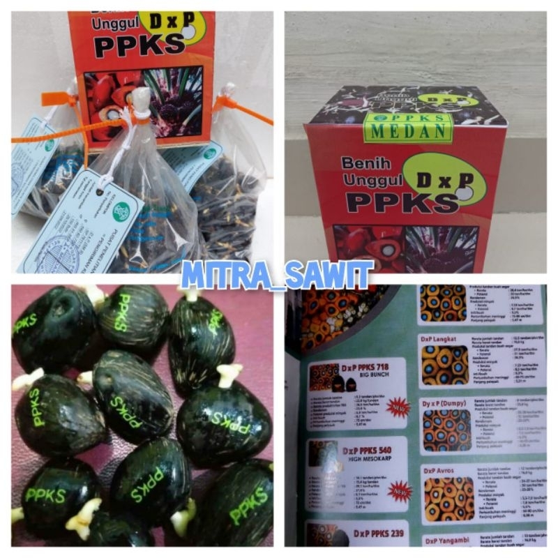 bibit kecambah sawit PPKS 540
