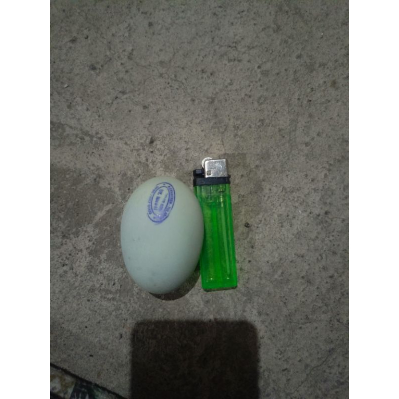 

TELUR ASIN NY MISTI MASIR & BERMINYAK GREAT SUPER (1 mika isi 10 butir)