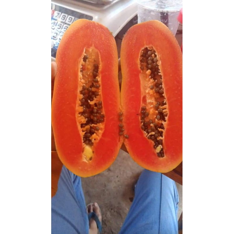 

Pepaya California Manis/Buah Pepaya California/Pepaya Sayur