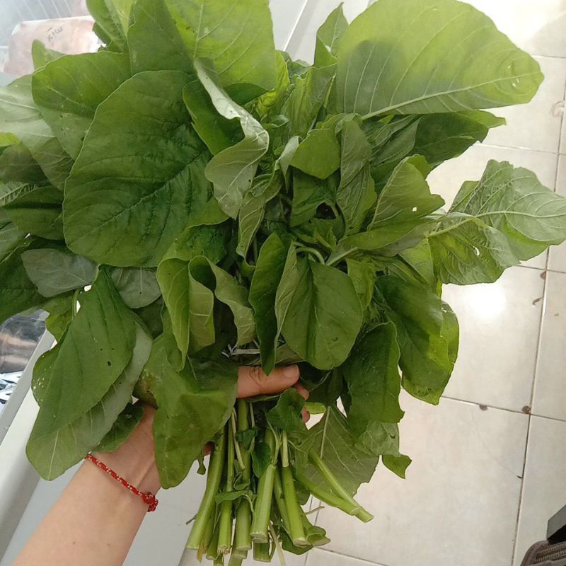 

Bayam potong / bayam kampung