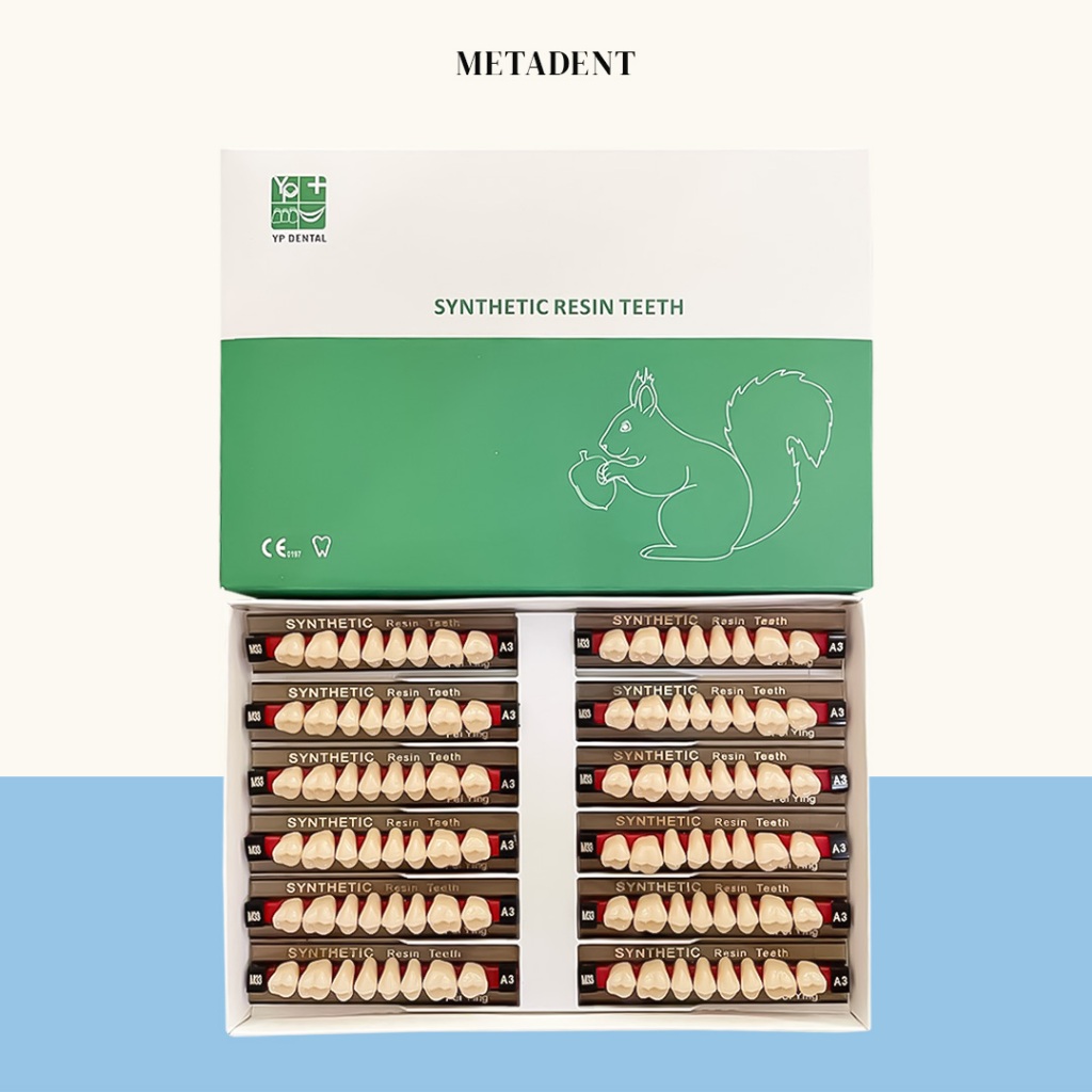 YP Dental - Gigi Sintesis/Synthetic Resin Teeth Graham Atas-Bawah 1 Box