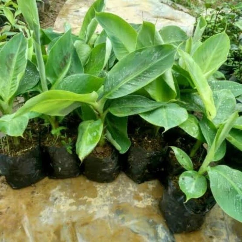 BIBIT PISANG KEPOK TANJUNG