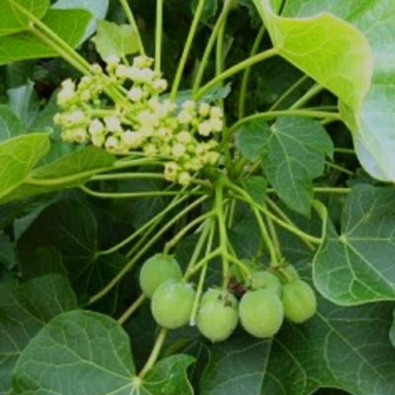 

Daun segar jarak pagar sepaket isi 500 gram