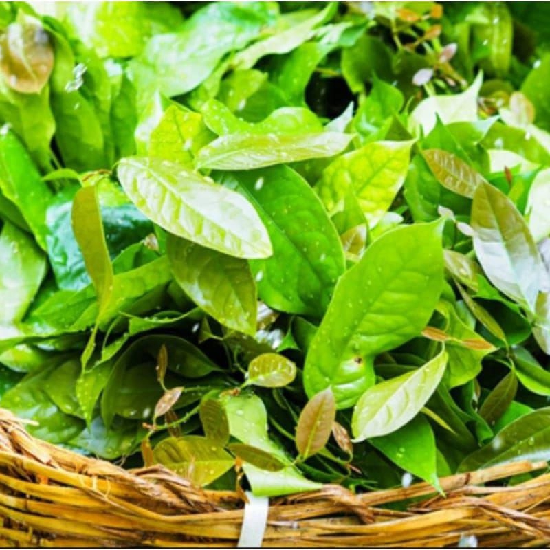 

Daun melinjo harga untuk berat 250 g