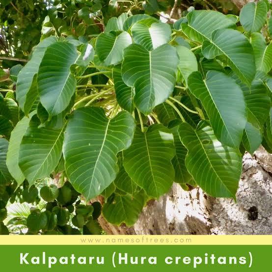 DAUN KALPATARU/TANAMAN PRAKTEK ECOPRINT/ECOPRINT TEKNIK STEAM/ECOPRINTBUNGA/DAUN ECOPRINT/TANAMAN EC