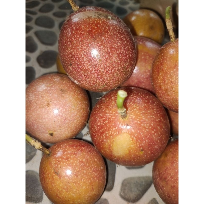 

buah markisa jawa