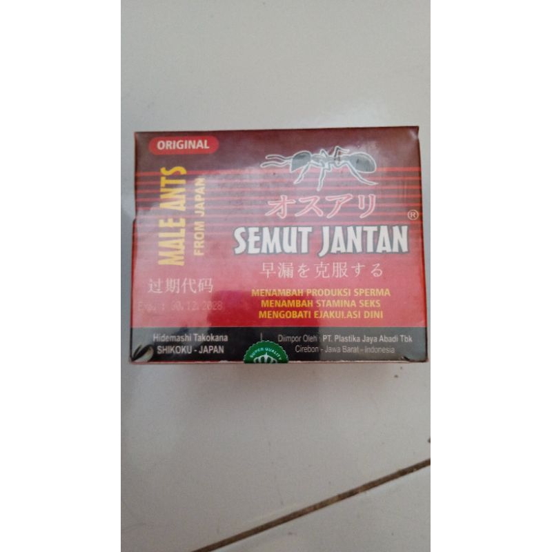 semut jantan
