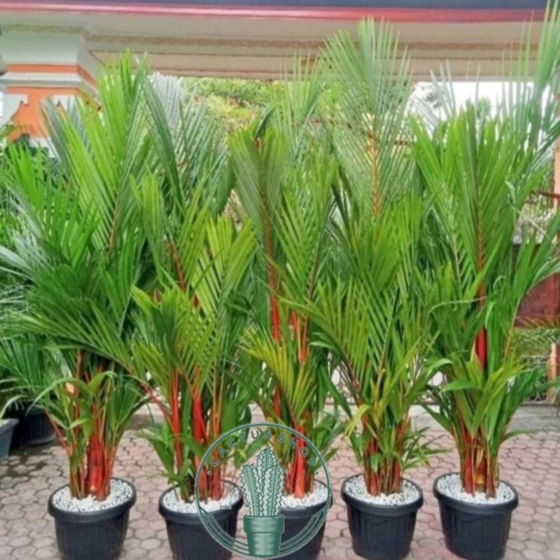 TANAMAN HIAS PALEM MERAH TINGGI 30-50CM / POHON PALEM MERAH ASLI