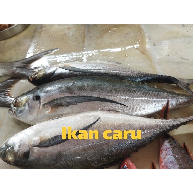 

Ikan caru segar 500g