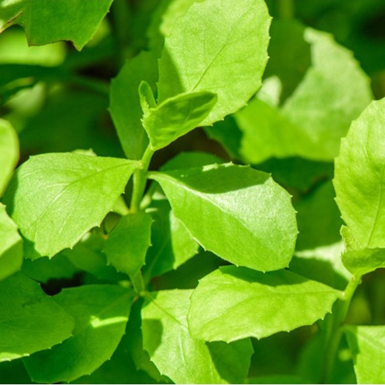 

Daun Beluntas / Luntas /Lontas Segar Petik 50 Helai - Pesan Baru petik