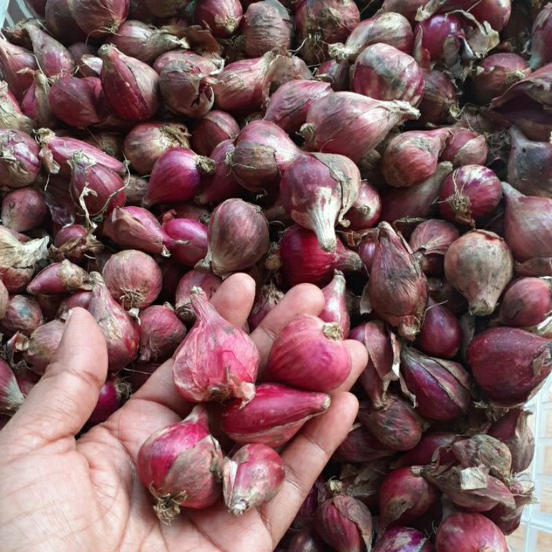 

bawang merah 1/2kg
