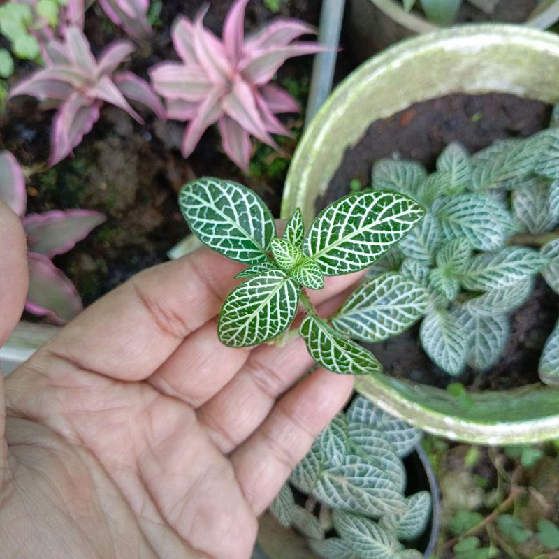 Fittonia - Tanaman Paludarium