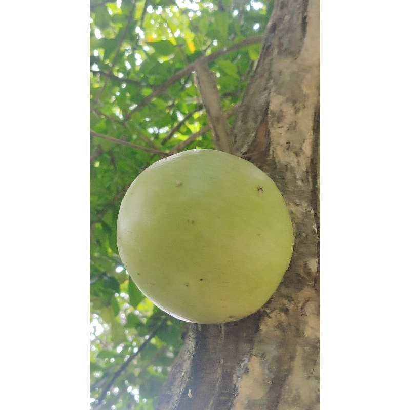 

buah berenuk/gerenuk