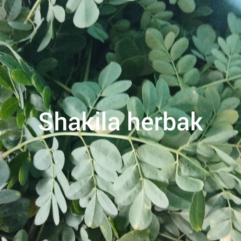 

jual daun kelor segar dipetik pasmau dikrim 500 grm