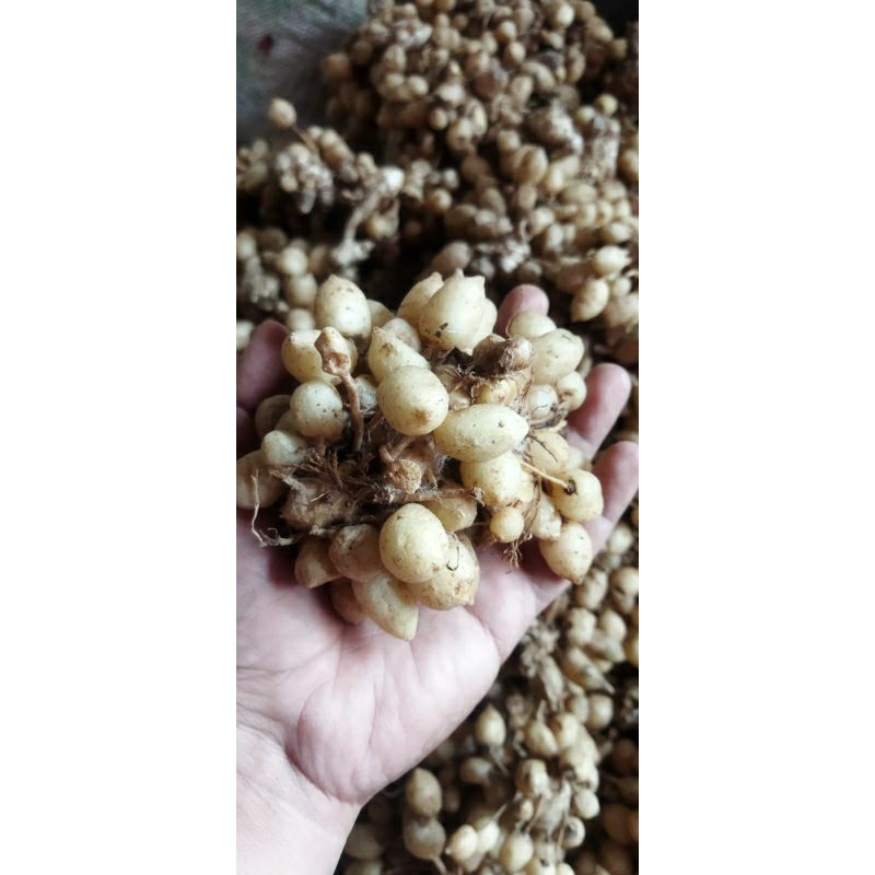 KUNYIT PUTIH SEGAR/KUNYIT GOMBYOK 1KG