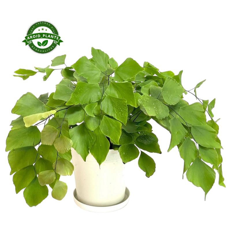 Tanaman Hias Suplir Gajah - Suplir Adiantum Peruvianum - Pohon Suplir Daun Besar