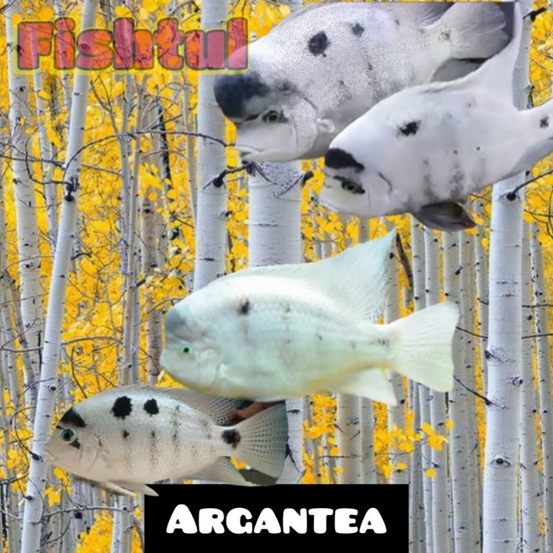 Cichlid Vieja Argantea Mexico