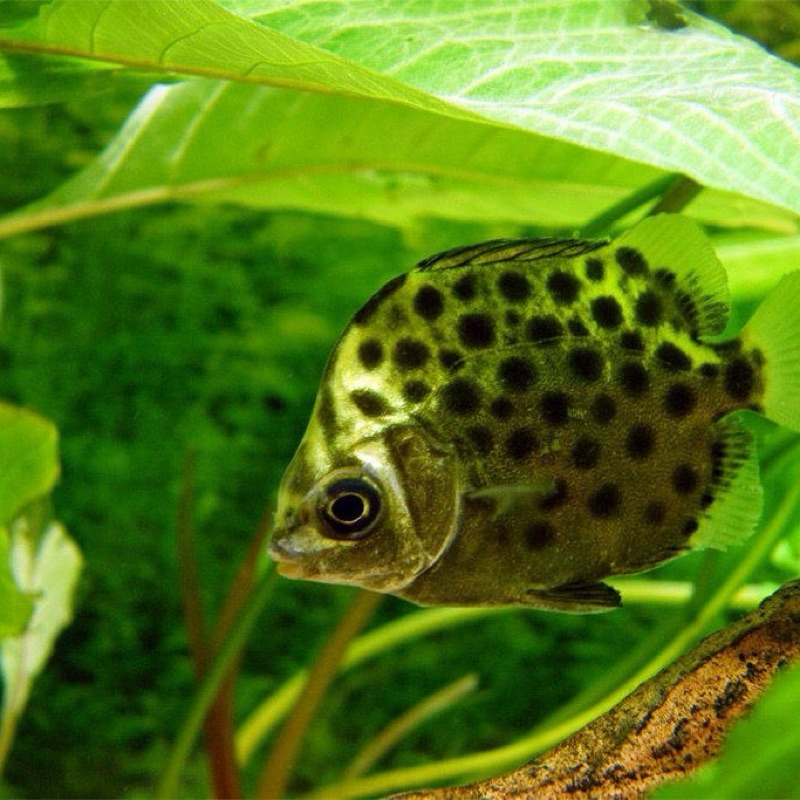 

Keeper FW / Green Scat FW