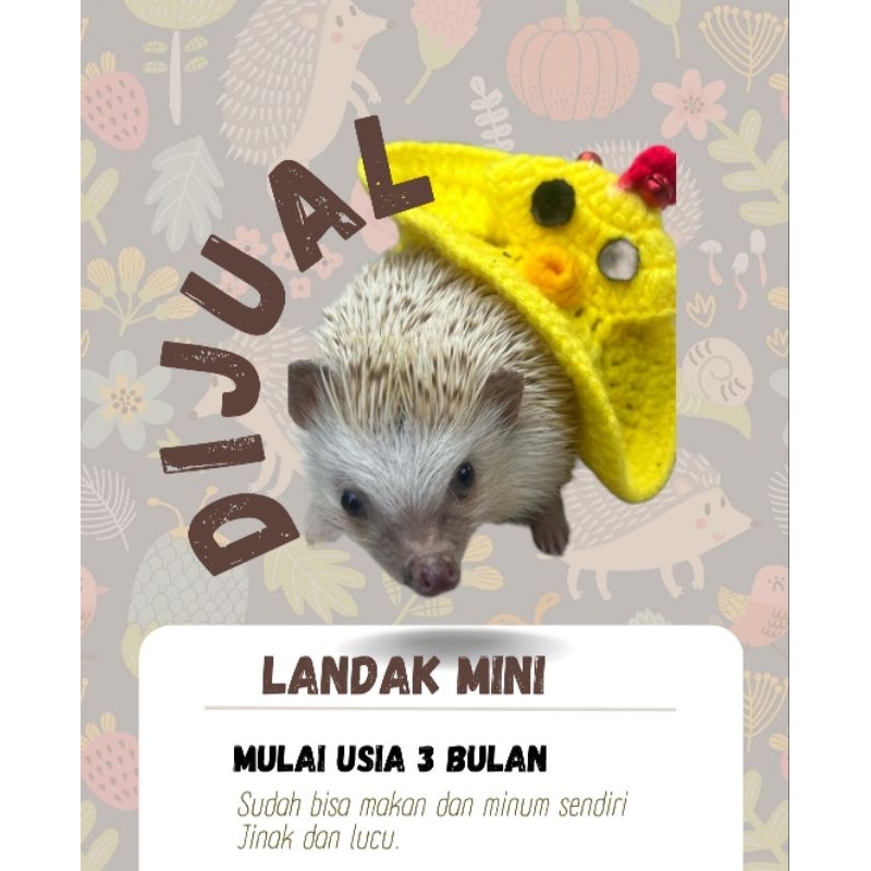 landak mini boneka
