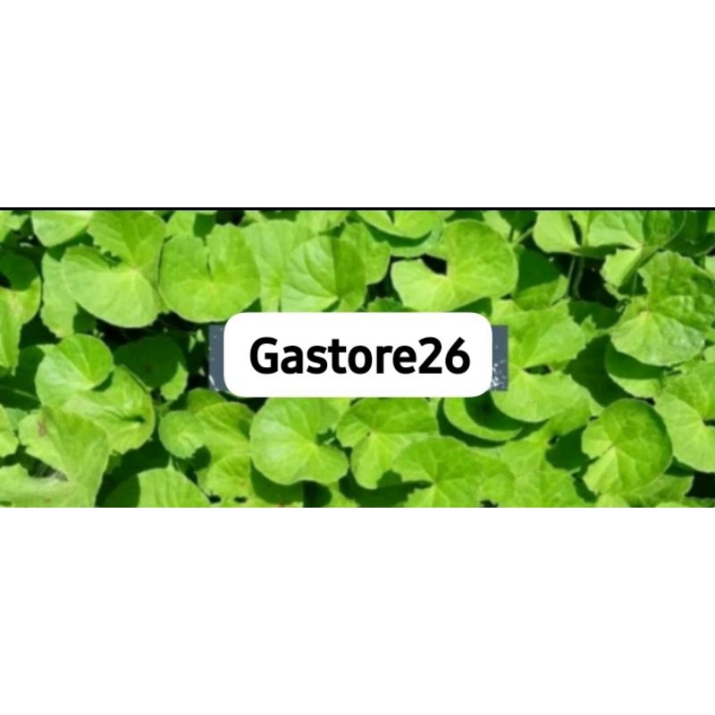 

Daun pegagan segar paket 1kg