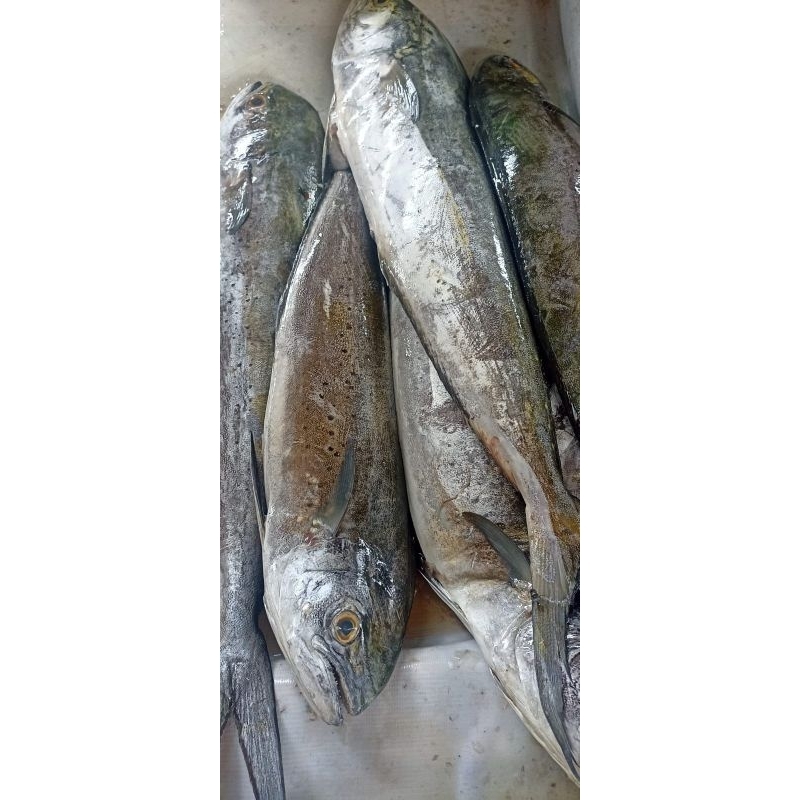 

Ikan Belitung Segar