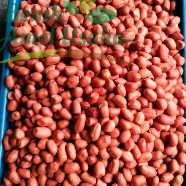 _Adudushop Benih Kacang Tanah Merah 500 Gram / Kacang Tanah Kulit Merah Kg Kemasan Standing Pouch/