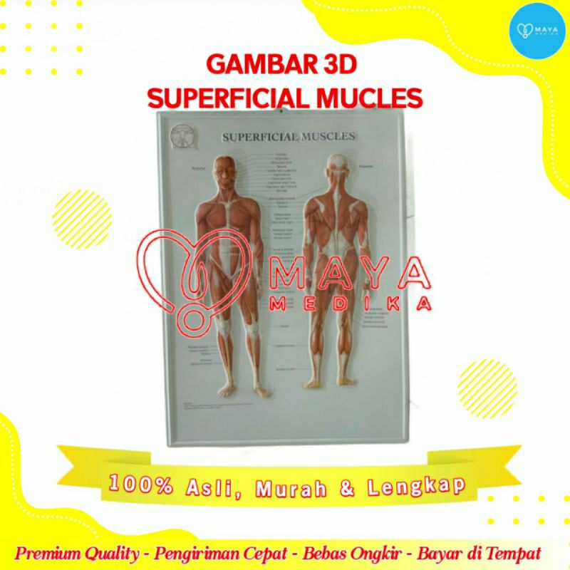 Gambar 3D Superfical Muscle