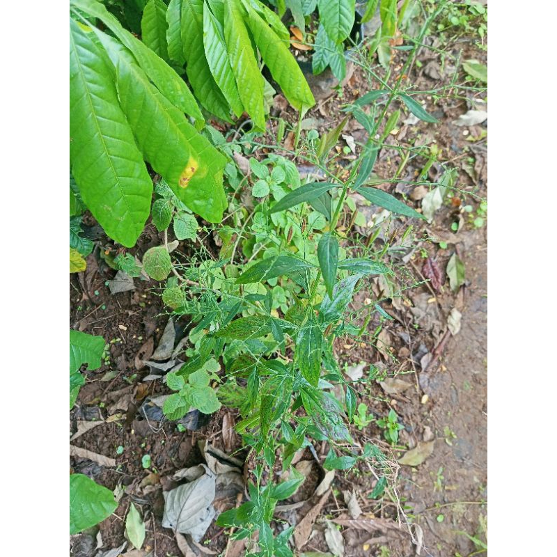Bibit Tanaman Sambiloto pohon sambiloto Bibit Daun sambiloto Obat Herbal