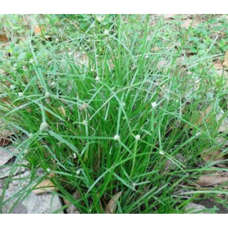 

Daun rumput pendul segar 500 gram plus akar-az