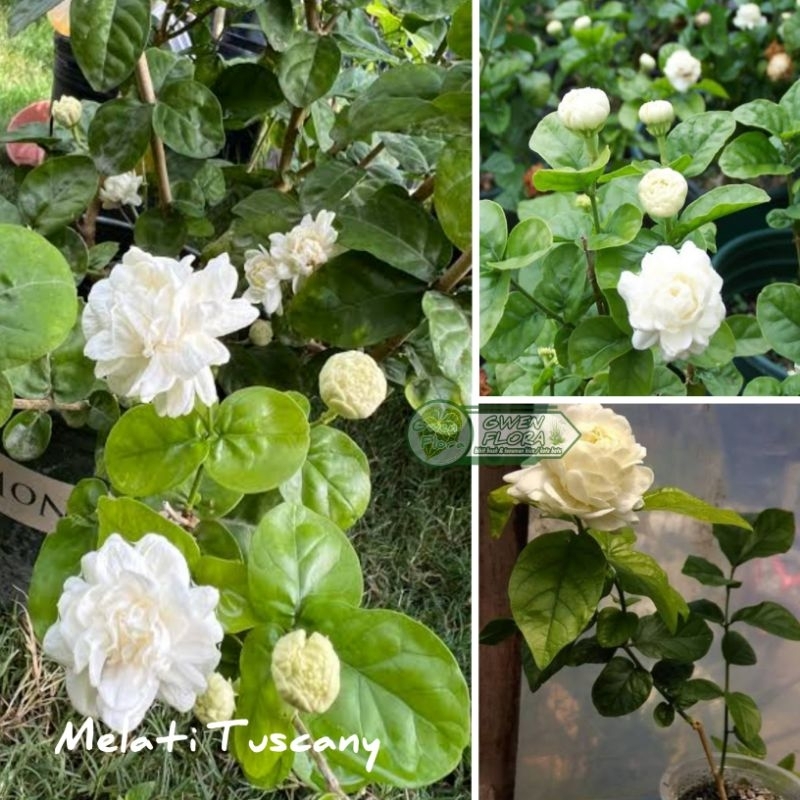 Tanaman Melati Tuscany - Melati Telur Berbunga